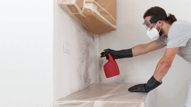 Basement Mold Remediation treatment on basement walls in Wallops Island