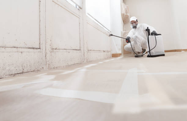Black mold remediation team in Wallops Island